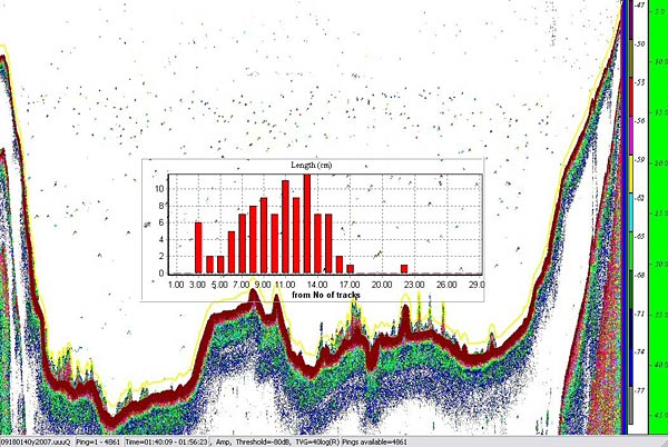 Echogramm mit dazugehörender Längenhäufigkeitsverteilung der Fische